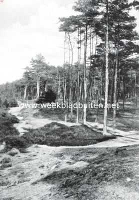 Het Veluwsche landschap. Aan de tra (boschrand)