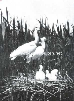 Het behoud van onze natuurmonumenten. Leepelaarsfamilie in het Naardermeer