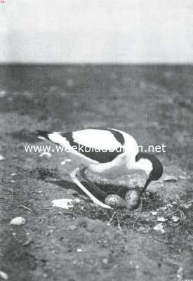 Het behoud van onze natuurmonumenten. Kluit - een karakteristiek Hollandsche vogel - op de beschermde terreinen op Texel zijn eieren keerend