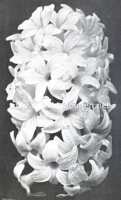 De bloem van de maand, hyancinth 