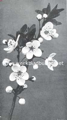 Onbekend, 1915, Onbekend, Prunus Pissardii. Bloeiende tak