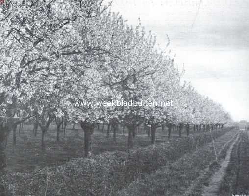 Nederland, 1915, Onbekend, Bloesemweelde. Bloeiende kersenboomgaard