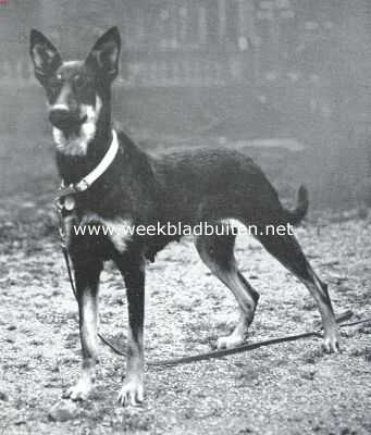 Onbekend, 1915, Onbekend, Herdershonden. Duitsche herdershond 2