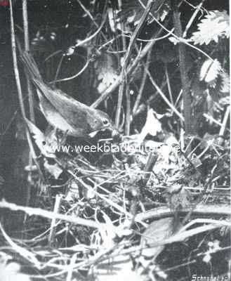 Nachtegaal bij zijn nest (uit de stereo-collectie W. Versluys)