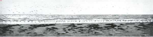 Groningen, 1915, Onbekend, Bij den Nederlandschen Robinson. Vogels op het strand van Rottum