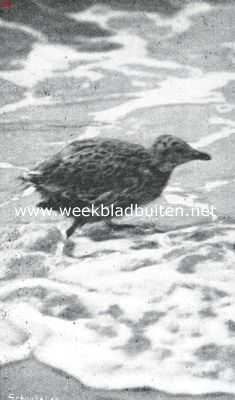 Groningen, 1915, Onbekend, Bij den Nederlandschen Robinson. Jonge kaapvogel op het Rottumsche strand