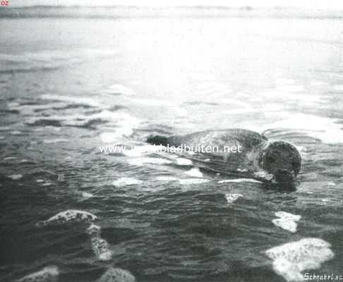 Groningen, 1915, Onbekend, Bij den Nederlandschen Robinson. Een zeehond bij het Rottumsche strand