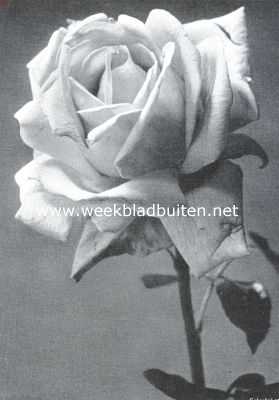 Frankrijk, 1915, Onbekend, Nieuwe roos Madame Marcel Delanney. Op de jaarlijksche rozententoonstelling in het Bois de Boulogne bekroond met de groote gouden medaille van de stad Parijs