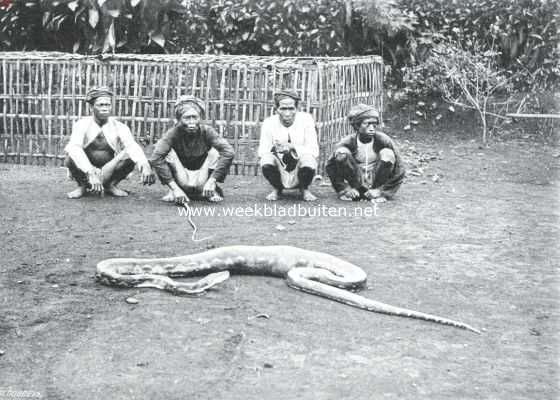 Indonesi, 1915, Onbekend, In de Padangsche Bovenlanden. Een slang van 4 M. lengte, zooals er veelvuldig in deze streken voorkomen