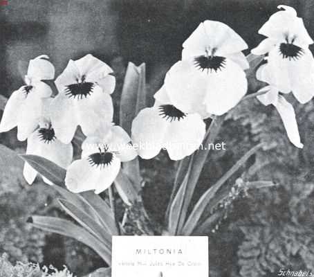 Onbekend, 1915, Onbekend, Een kostbare orchidee. Miltonia Phalaenopsis 