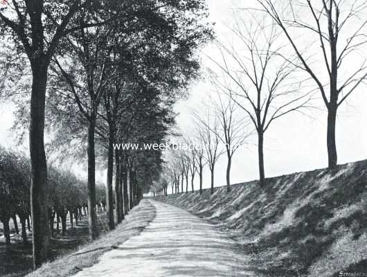 Zuid-Holland, 1915, Rotterdam, Rotterdam woonstad. De Reedijk onder Rotterdam. De (rechts) den nieuwen dijk in den weg staande boomen zijn te ver in de grond bedolven en gestorven, waardoor een mooie laan haar bekoring grootendeels heeft verloren