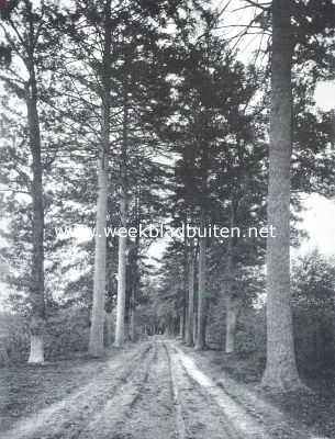 Noord-Brabant, 1915, Oostelbeers, Dreigende verwoesting van een Noord-Brabantsch landgoed. De Torenlaan op het landgoed 