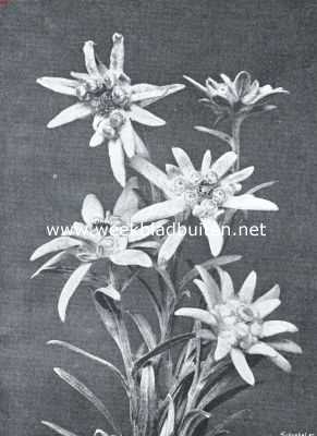 Edelweiss (Leontopodium Alpinum). 