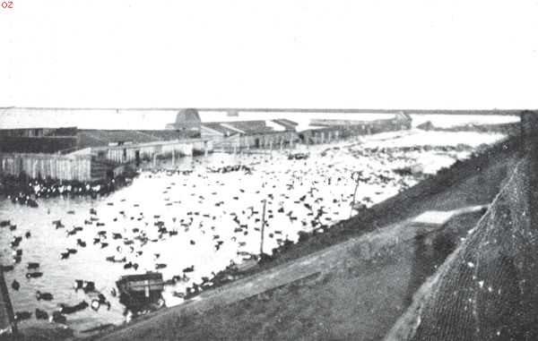 Noord-Holland, 1916, Volendam, De watersnood. Overstroomde eendenkooien te Volendam. Naar schatting zijn reeds pl.m. 1000 eenden zgn. 