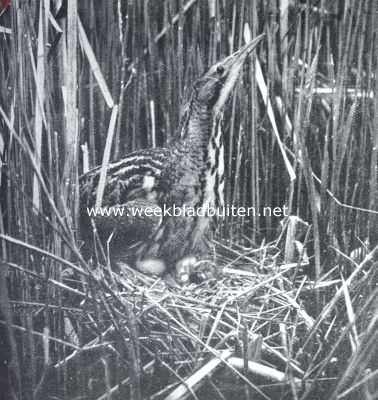 Onbekend, 1916, Onbekend, Overwintering. Roerdomp op het nest