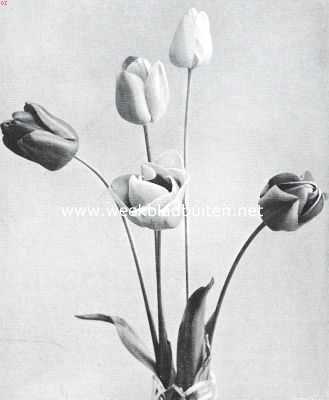 Darwin tulpen