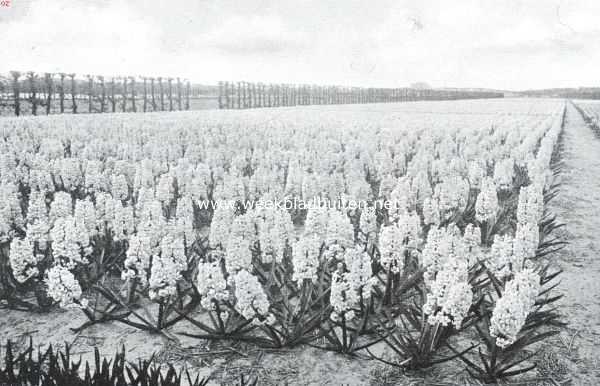 Zuid-Holland, 1916, Hillegom, Hyacintenveld bij Hillegom