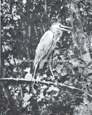 Onbekend, 1916, Onbekend, In 't Reigerhout. Pas uitgevlogen reiger