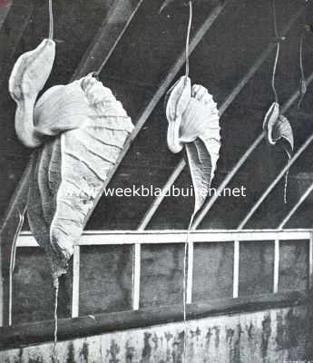 De Reuzenpijpbloem. Bloemen van Aristolochia Grandiflora, van achteren gezien