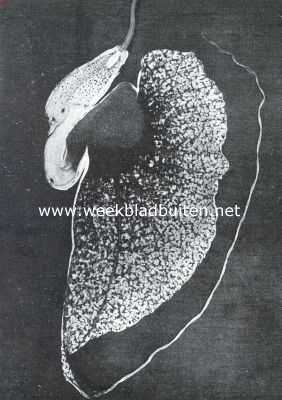 Onbekend, 1916, Onbekend, De Reuzenpijpbloem. Bloem van Aristolochia Grandiflora, op doorsnede gezien