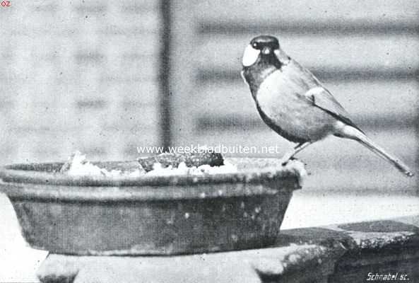 Onbekend, 1916, Onbekend, Meezen. Koolmees op een voederbakje