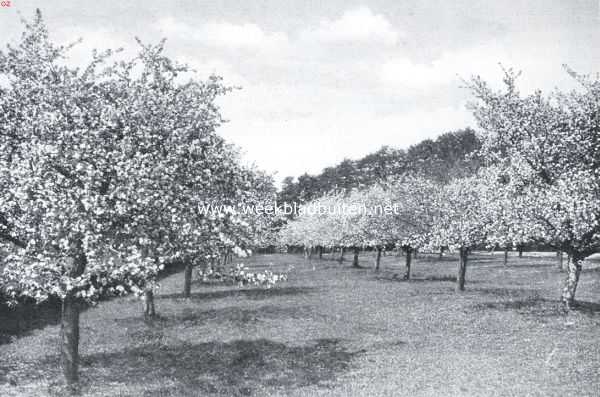 Gelderland, 1916, Hemmen, Als de kersen bloeien . Kersenboomgaard bij Hemmen