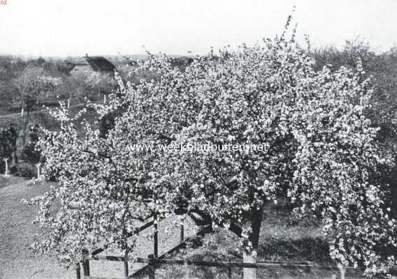 Gelderland, 1916, Ochten, Als de kersen bloeien . Bloeiende pereboom aan de dijk bij Ochten