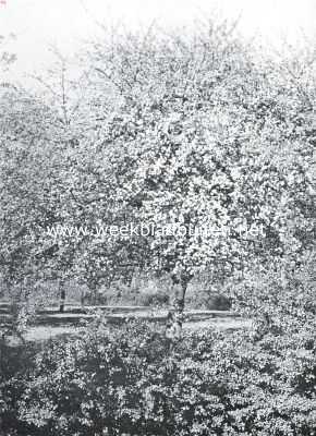 Gelderland, 1916, Huissen, Als de kersen bloeien . Bloeiende appelboomgaard nabij Huissen