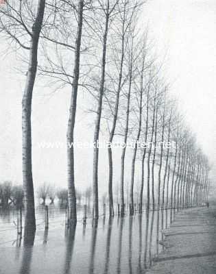 Nederland, 1916, Onbekend, Boomen en water. Canadeesche populieren in het water