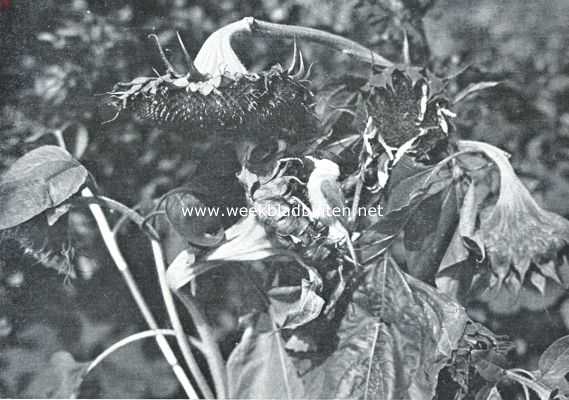 Onbekend, 1916, Onbekend, Meezen. Zwartkopmees, een bezoek brengend aan de zaaddoozen van een zonnebloem ten einde de zaden machtig te worden