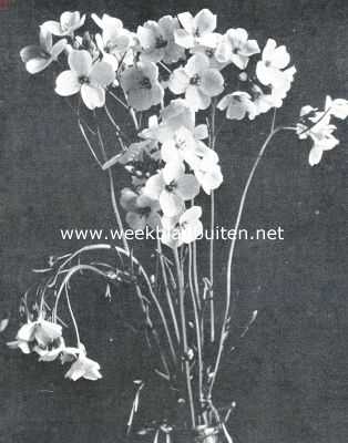 Onbekend, 1916, Onbekend, Een tuiltje pinksterbloemen