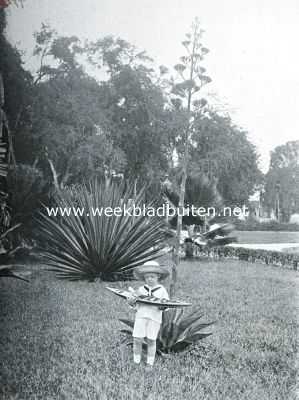Suriname, 1916, Paramaribo, In den tuin van het Gouvernementsgebouw te Paramaribo. Op den voorgrond een bloeiende agave. Op den achtergrond een deel der bekende Tamarindelaan
