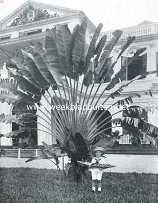 Suriname, 1916, Paramaribo, In den tuin van het Gouvernementsgebouw te Paramaribo. Ravenala Madagascariensis. Op den achtergrond zijn zichtbaar een paar ramen van 't bureau van den Gouverneur en, beneden, een deel van de galerij om de audientie-, tevens balzaal
