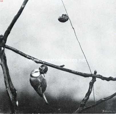 Onbekend, 1916, Onbekend, Meezen. Pimpelmees aan een walnoot hangend