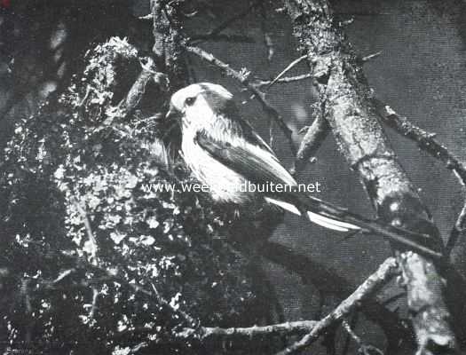 Onbekend, 1916, Onbekend, Meezen. Staartmees bij haar nest