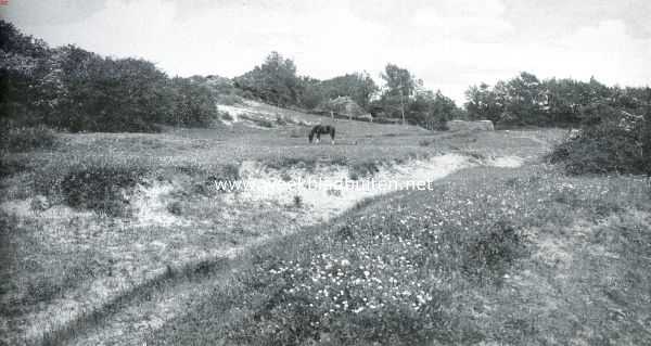 Zuid-Holland, 1916, Rockanje, Rockanje's geheimzinnig meertje. In de duinen bij Rockanje 1