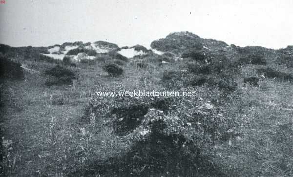 Zuid-Holland, 1916, Rockanje, Rockanje's geheimzinnig meertje. In de duinen bij Rockanje 2