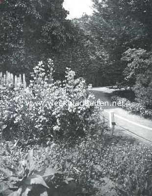 Noord-Holland, 1916, Amsterdam, In den Amsterdamschen Hortus. Op den voorgrond een groep van bloeiende anchusa's in een omgeving van klimop