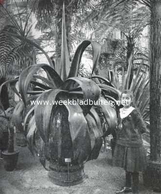 Noord-Holland, 1916, Amsterdam, In den Amsterdamschen Hortus. Agave Coccinea in de nieuwe Palmenkas