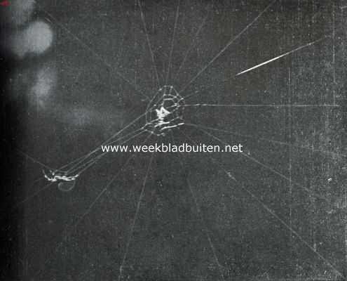 Onbekend, 1916, Onbekend, Kruisspin, bezig haar web te weven. Opn. I. De straalsgewijs loopende draden zijn op enkele na voltooid. Van den spiraaldraad is het binnenste deel, dat nog maar in een paar windingen om het middelpunt loopt, begonnen. De spin is bezig met het aanbrengen van straalsgewijs loopende draden, waarbij zij zich vanhet midden langs een reeds aanwezigen, maar nog niet strak getrokken draad naar het raam begeeft