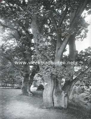 Gelderland, 1916, Velp, Philemon en Baucis, de oude woudreuzen op het landgoed Beekhuizen bij Velp