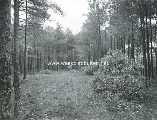 Gelderland, 1916, Zutphen, Uitheemsche landverhuizers en kolonisten onder onze boomen en struiken. Wasboompjes (Myrica Cerifera L.) onder dennenboomen op Walin bij Zutphen. Op den voorgrond een mooi vrij ontwikkeld exemplaar. De bodem van het bosch op den achtergrond is er geheel mede bedekt