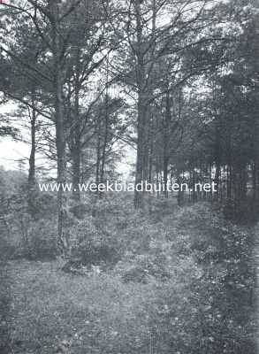 Gelderland, 1916, Zutphen, Uitheemsche landverhuizers en kolonisten onder onze boomen en struiken. Wasboompjes op Walin bij Zutphen