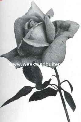 Onbekend, 1916, Onbekend, Nieuwe rozen. De roos 