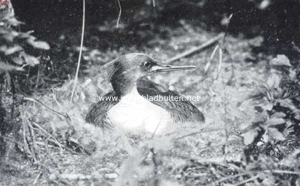 Onbekend, 1916, Onbekend, Een mooie aanwinst. De middelste zaagbek (Mergus Serrator L.), een nieuwe Nederlandsche broedvogel