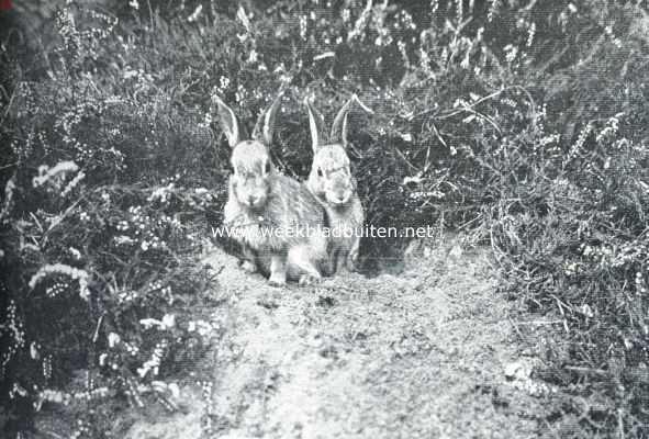 Onbekend, 1916, Onbekend, Wilde konijnen. Onze witpluimen, behoedzaam uit hun hol te voorschijn komend