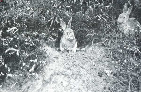 Onbekend, 1916, Onbekend, Wilde konijnen. De heer des huizes poseert voor den fotograaf