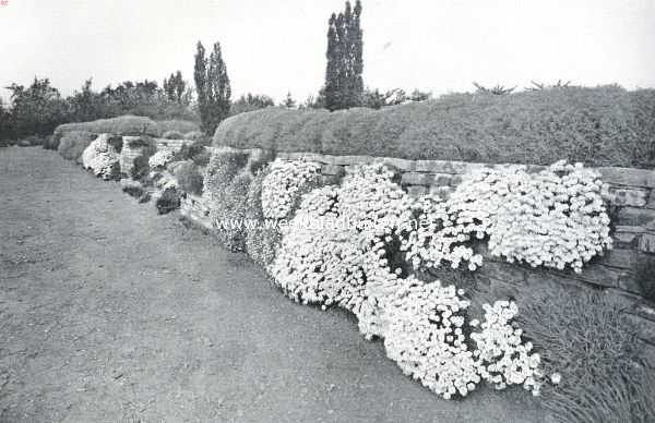 Gelderland, 1916, Wageningen, Muurplanten en plantenmuren. Gedeelte van den terrasmuur voor Alpenplanten op het arboretum der Rijks Hoogere Land-, Tuin- en Boschbouwschool te Wageningen. Op den voorgrond Iberis Sempervirens