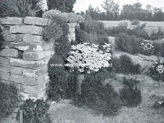 Gelderland, 1916, Wageningen, Muurplanten en plantenmuren. Traphoek met bloeiende Iberis (links), Aubrietia Purpurea (op dezelfde tree rechts), er boven Erinus Alpinus, de planten (allen ingezaaid) nemen te veel de overhand, wat aan de jonge campanula planten (onderste tree) duidelijk te zien is