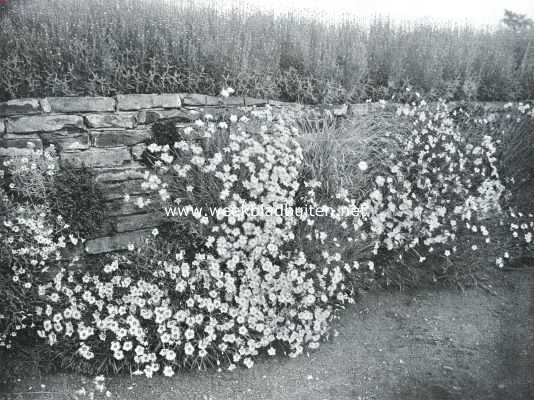 Muurplanten en plantenmuren.  Dianthus Arenarius (zand-anjelier)